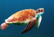 Call for participants: Our Ocean youth leadership summit turtle-call