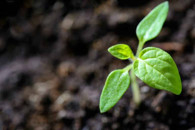 The EUROplant Project | Greener and More Sustainable Cities
