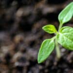 Education for Environmental Sustainability | EU Actions