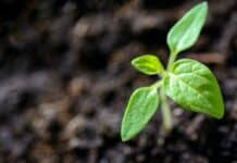 Education for Environmental Sustainability  | EU Actions