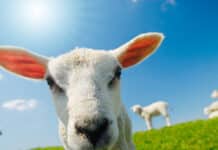 The Case for Ending Factory Farming and Slaughterhouses: A Path Toward a Sustainable Future