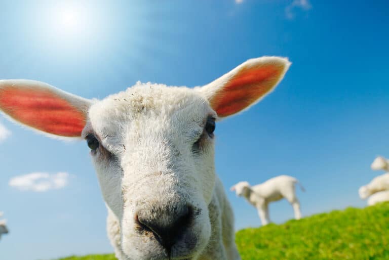 The Case for Ending Factory Farming and Slaughterhouses: A Path Toward a Sustainable Future